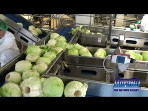 Автоматическая линия по шинковке капусты производства Turatti, Италия