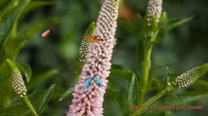 Вероника обыкновенный Фёст Чойс (veronica) ? Фёст Чойс обзор: как сажать, саженцы вероники Фёст Чой