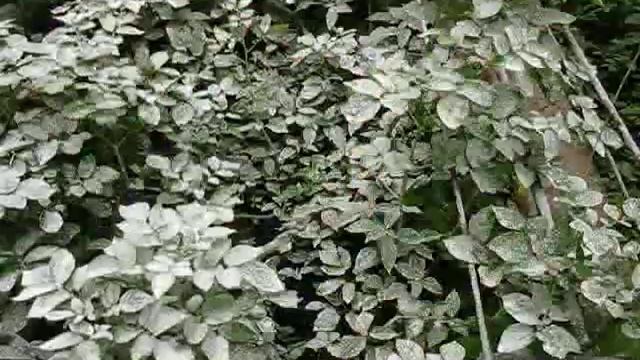 Озимая картошка 2011 год..m4v смотреть онлайн