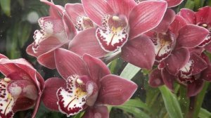 Катран – Выращивание и уход