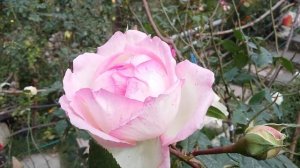 Honore de Balzac / Meilland 1996 rosa - rose - rosier