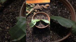 Реанимация декабриста