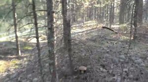 КТО ТО В ЛЕСУ! Пошёл в лес по грибы, а там треск кустов!