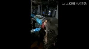 #ВыпадениеМатки #КРС Что делать при выпадении матки у коровы после родов. Экстренная ветпомощь.