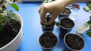 КРОССАНДРА ! РАЗМНОЖЕНИЕ ЧЕРЕНКАМИ В ДОМАШНИХ УСЛОВИЯХ !