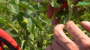 Как формировать томат после появления первой кисти? Увеличиваем размер кисти и томатов!