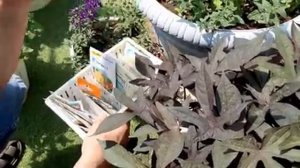 ЧЕМ ОБРАБОТАТЬ ПЕТУНИЮ И ЦВЕТЫ ОТ БОЛЕЗНЕЙ И ВРЕДИТЕЛЕЙ.mp4