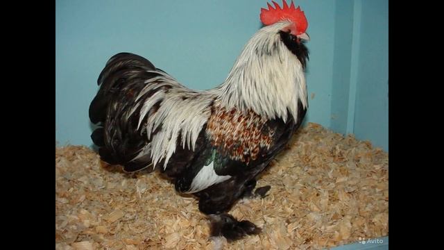 Домашние животные и их звуки. Голоса домашних животных для детей. смотреть онлайн