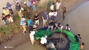 Эти Животные в 100 Раз Опаснее Акулы и Вот Почему