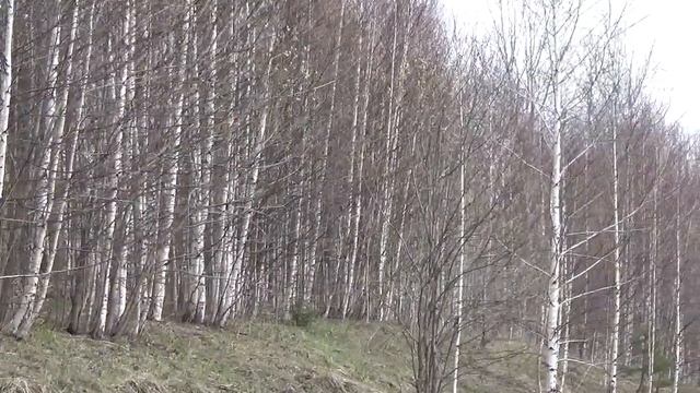 В тайге собираем колбу(черемшу) смотреть онлайн