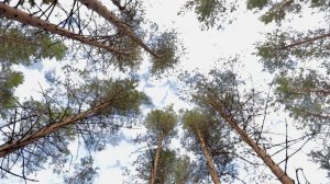 Лес ранней осенью под расслабляющую музыку \ Forest in early autumn with relaxing music