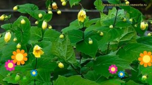 Киренгешома дланевидная. Краткий обзор, описание характеристик kirengeshoma palmata