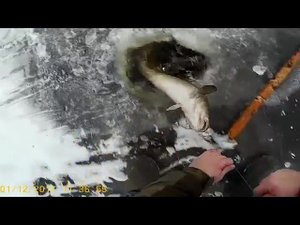 1.12.17.Первая проверка.Есть налим!