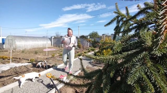 Посадите лилии так | Посадка лилий весной: куда, как и сколько смотреть онлайн