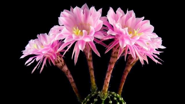 Echinopsis Hybrid Timelapse