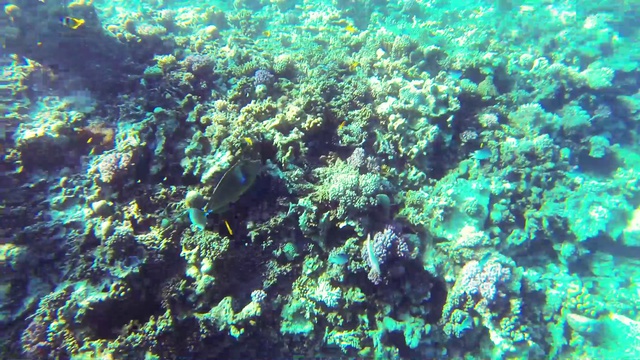 Diving_Red_Sea