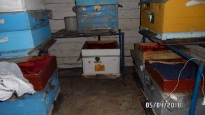 В омшанике пчелы зимуют отлично