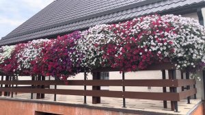 Цветы на моем участке. Петуния ВИСТА на балконе.