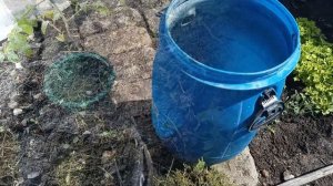 Чай из травы для томатов и перца.