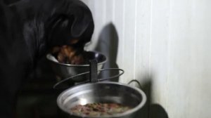 Чем кормить собаку? выбираем  Сухой корм