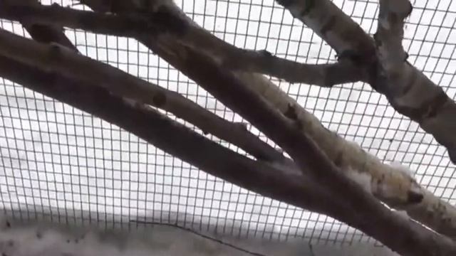 Бельчатник Потапово смотреть онлайн