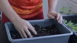 Пересадка Королевской Герани. Готовим грунт и подбираем горшок.