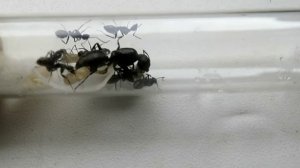 Муравьи Camponotus vagus колония с нуля