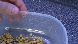 Проращивание зеленой чечевицы. Простой способ сыроедения. Простое питание вегетарианца