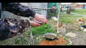 Шашлык из куриных бедер на мангале