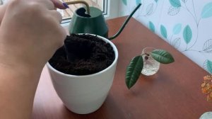 Как укоренить фикус каучуконосный