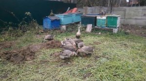 Кубанская порода гусей. Самая яйценоская порода гусей у меня в хозяйстве. 01.11.2020