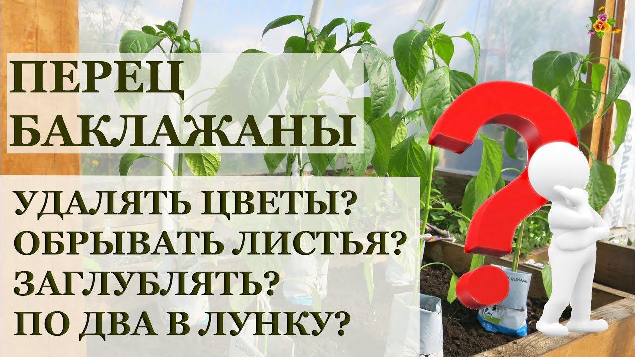 Высаживаю рассаду ПЕРЦА И БАКЛАЖАНОВ / Ответы на многие вопросы
