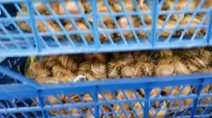 Сушим Улитку Максима на ферме 2021 / Беларусь