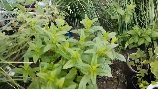 Самый простой способ укоренения мяты - от Натальи Ромашки смотреть онлайн