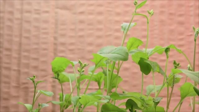 Fast-growing Brassica plant time lapse