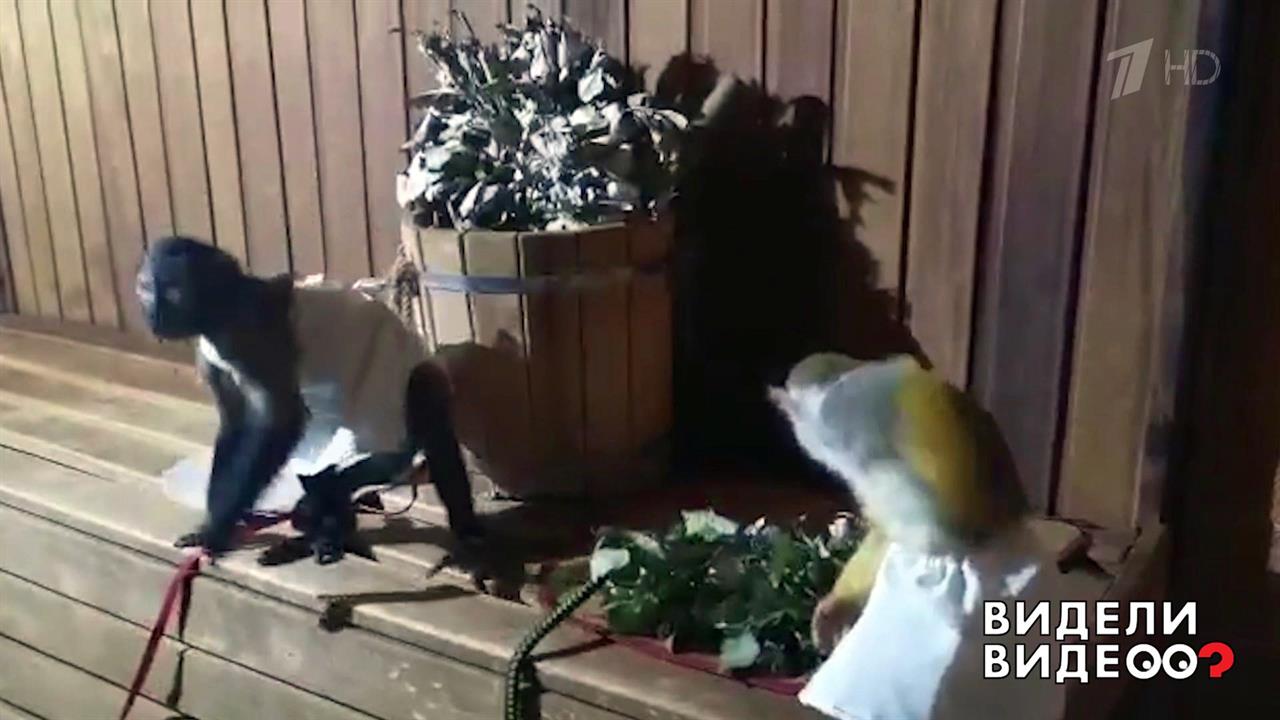 Обезьянки тоже любят баню! Видели видео? Фрагмент выпуска от 20.10.2019