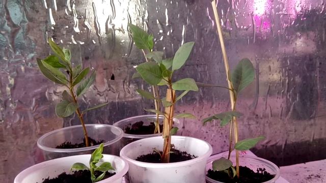 Фисташка настоящая(Pistácia véra) смотреть онлайн