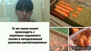 Хранение моркови. Болезни моркови при хранении.