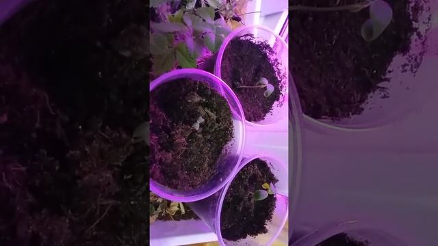 Проращивание павловнии и не только. смотреть онлайн