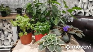 Болезни комнатных растений.