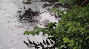 Почему появляется туман, Детские почемучки