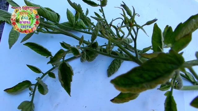 Столбур томатов. Как с ним бороться Есть ли таблетки для лечения помидоров от вирусного заболевани смотреть онлайн