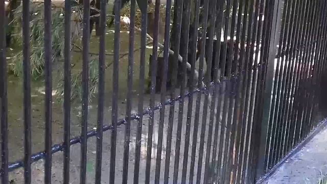 Дымчатый леопард Шан......Clouded Shan Leopard... смотреть онлайн