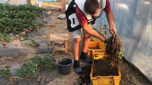 97/20 Начинаю закладку малины. Маточный корень Квели. Только элитные и проверенные сорта. смотреть онлайн