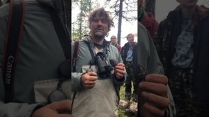 Кедровые шишки – вовсе не кедровые