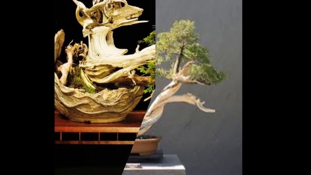 Juniperus virginiana (Eastern red cedar) смотреть онлайн