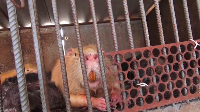 НУТРИЯ ЖАРА ПОПОЛНЕНИЕ И КУПАНИЕ НУТРИЙ смотреть онлайн