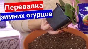 Перевалка  рассады зимних огурцов в огромные контейнеры. Один секретный компонент для урожайности