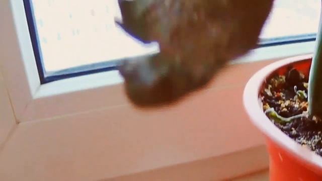 ►132. Болею, пассифлора, котейка смотреть онлайн