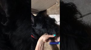 Тримминг собаки колтунорезом в домашних условиях